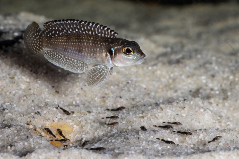 Lamprologus meleagris 'Moba'
